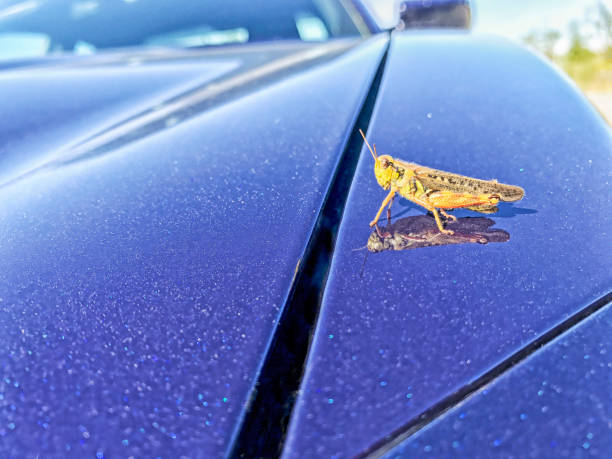 A grasshopper Lands on a sports car. Seeing his reflection, perhaps the grasshopper thinks there is another one there.  The car appears to be smiling at its guest.